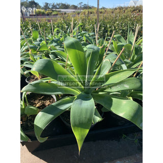 Agave Attenuata 150Mm Pot Plants