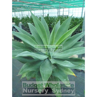 Agave Attenuata 500Mm Pot Plants