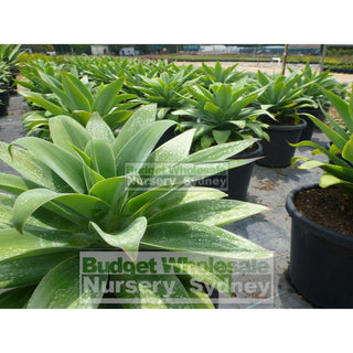 Agave Attenuata 500Mm Pot Plants