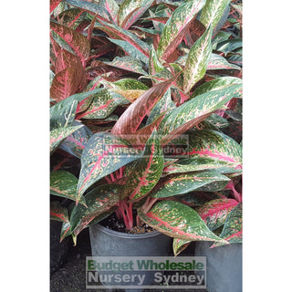 Aglaonema Hybrid 200Mm Default Type