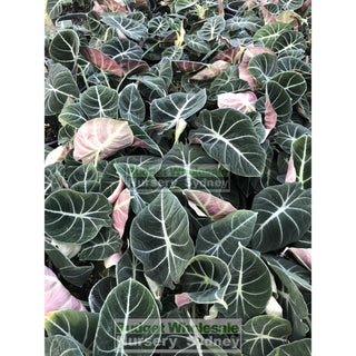Alocasia Black Velvet (Taro) 200Mm Pots Plants