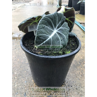 Alocasia Black Velvet (Taro) 200Mm Pots Plants