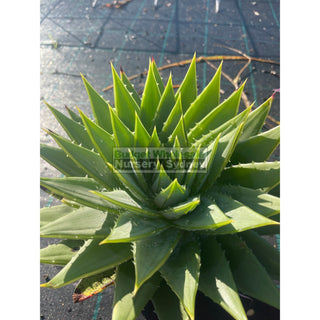 Aloe Polyphylla 200Mm Pots Default Type