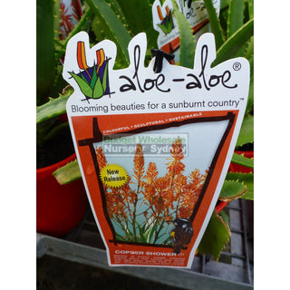Aloe Species 175Mm Pots Default Type
