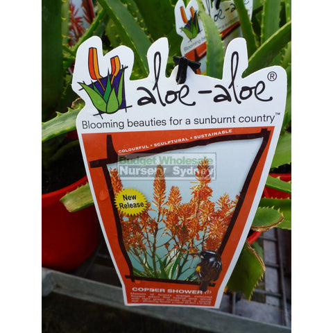 Aloe Species 175mm pots