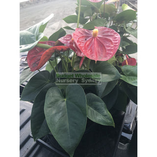 Anthurium Large 250Mm Pot Indoor House Plant Default Type