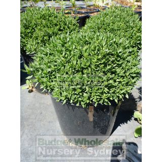 Arenaria Montana 200Mm Pots. Rockery Plant Plants