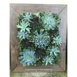 Assorted Succulent Plants In Frame Medium - 500Mm X 600Mm Living Wall Picture Default Type