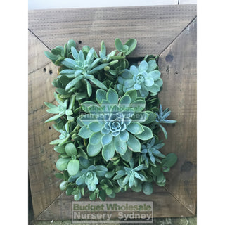 Assorted Succulent Plants In Frame Small - 400Mm X 500Mm Living Wall Picture Default Type