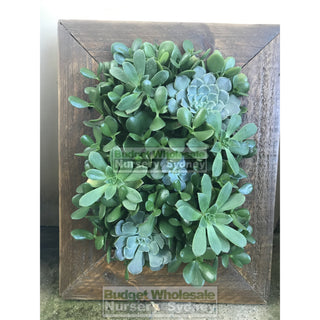 Assorted Succulent Plants In Frame Small - 400Mm X 500Mm Living Wall Picture Default Type