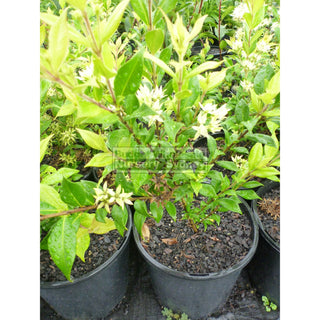 Backhousia Myrtifolia 200Mm Pots Plants