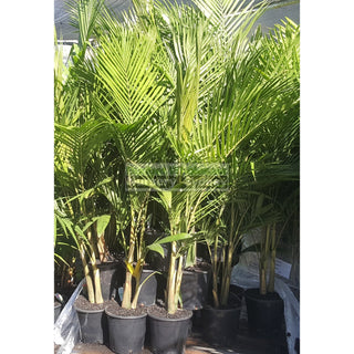 Bangalow Palm - Archontophoenix Cunninghamiana 250Mm Default Type