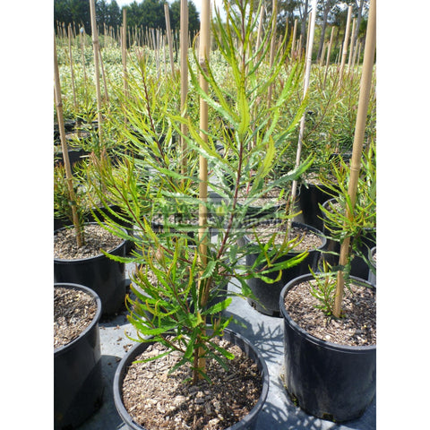 Banksia Spinulosa 140Mm Pot Plants