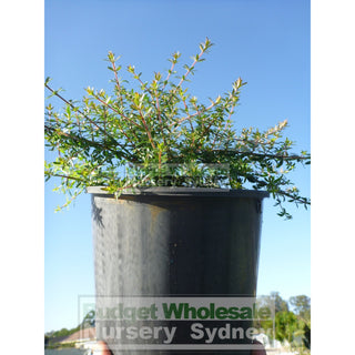 Bauera Rubioides 200Mm Pot Plants