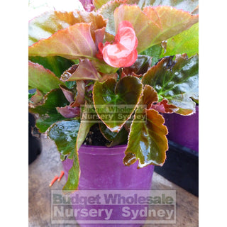 Begonia Semperflorens Bronze Leaf 140Mm Gift Card