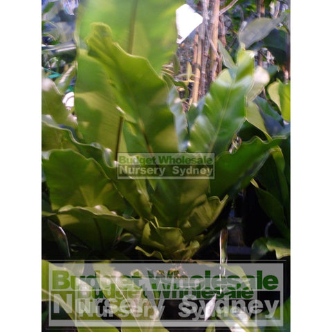 Birds Nest Plant 140Mm Pot - Asplenium Australasicum Default Type