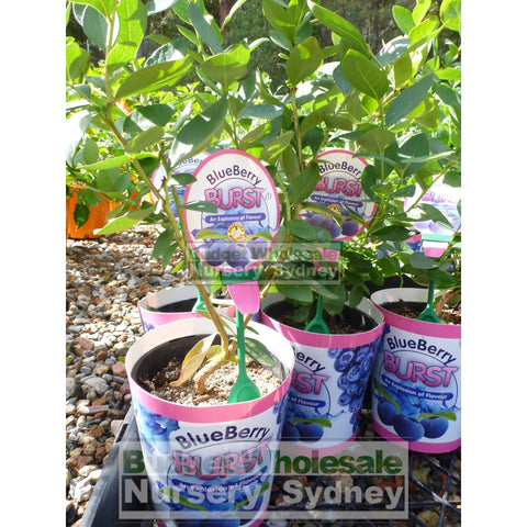 Blueberry Plant Vaccinium spp (Blueberry) 140mm