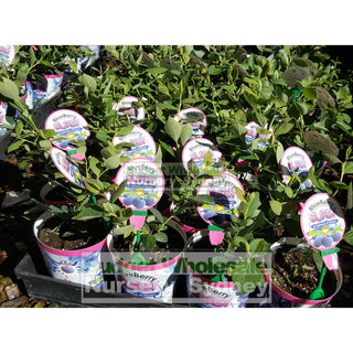 Blueberry Plant Vaccinium Spp (Blueberry) 140Mm Default Type