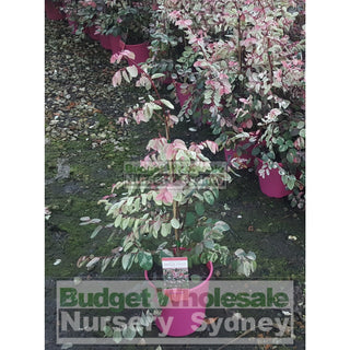 Breynia Nivosa Rosea (Snow Bush) 175Mm Default Type