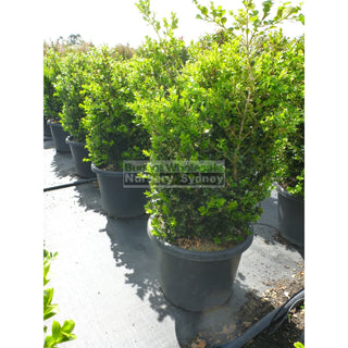 Buxus Microphylla Japonica [Japanese Box] Xxlarge 500Mm Pot. Box Hedge. 75L Plants