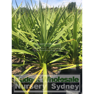 Cabbage Tree 200Mm Pot Cordyline Peko Plants