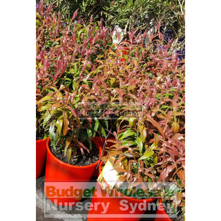 Callistemon Great Balls Of Fire 200Mm Default Type