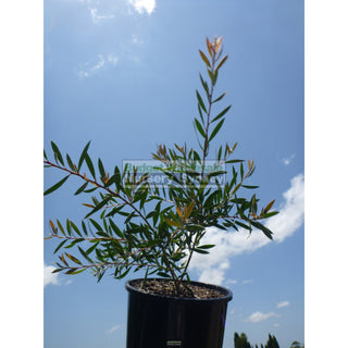 Callistemon Mauve Mist 200Mm Pot Bottlebrush Plants