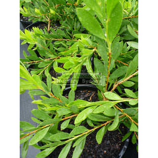 Callistemon Western Glory 200Mm Pot Red Bottlebrush Plants