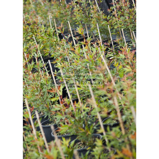 Ceratopetalum Gummiferum 200Mm Pot Alberys Red Plants