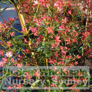 Ceratopetalum Gummiferum Xl 400Mm Pot Alberys Red Plants