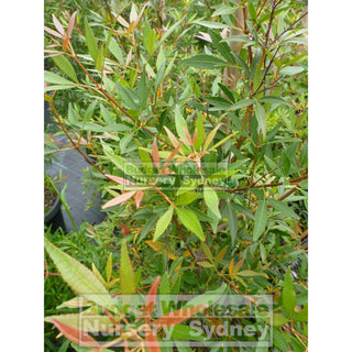 Ceratopetalum Gummiferum Xl 400Mm Pot Alberys Red Plants