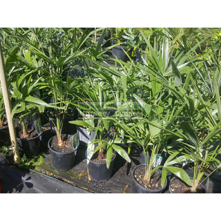 Chinese Windmill Palm 200Mm Pot Trachycarpus Fortunei Default Type