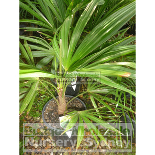Chinese Windmill Palm 200Mm Pot Trachycarpus Fortunei Default Type