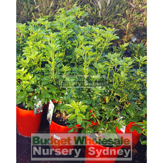 Choisya Ternata 200Mm Pots Default Type