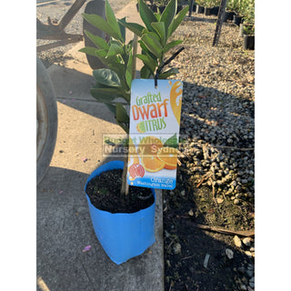 Citrus Dwarf Orange Tree Cv Washington Navel 5Ltr Or 200Mm Pot Default Type