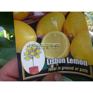 Citrus Lemon Tree Cv Lisbon 5Ltr Default Type