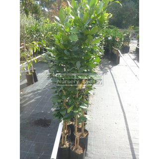Citrus Lemonade Tree Cv 5Ltr Default Type