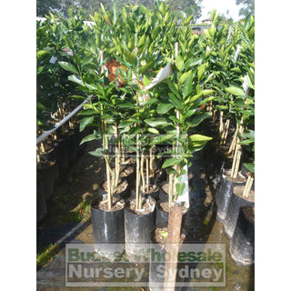 Citrus Mandarin Tree Cv Emperor 5Ltr Default Type