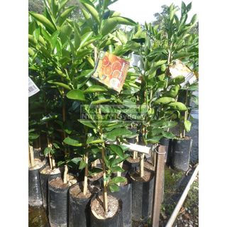 Citrus Orange Tree Cv Blood 5Ltr Default Type