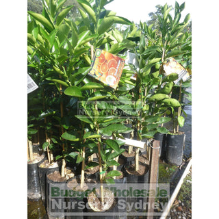 Citrus Orange Tree Cv Lanes Late Navel 5Ltr Default Type