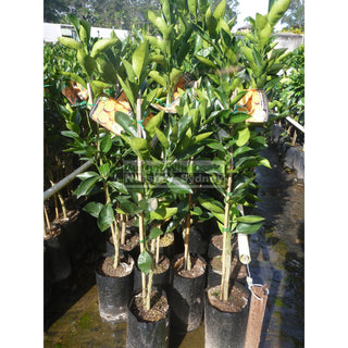 Citrus Orange Tree Cv Navel 5Ltr Or 200Mm Pot Default Type