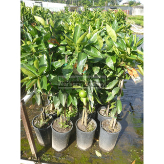 Citrus Orange Tree Cv Seedless Valencia 5Ltr Default Type