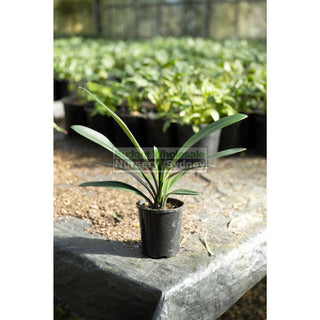 Clivia Miniata 125Mm Pot Belgian Hybrid Plants