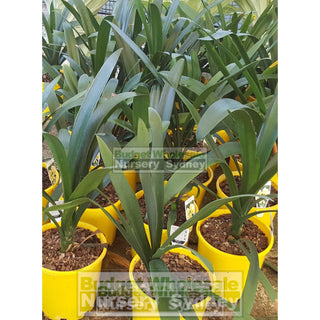 Clivia Miniata Small 140Mm Pots Cream/yellow Default Type