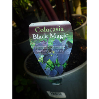 Colocasia Esculenta Black Magic (Taro) 140Mm Plants