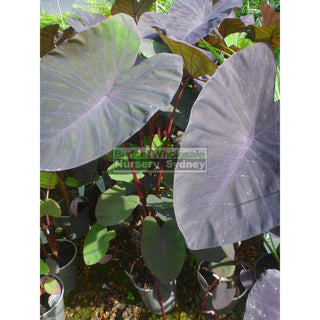 Colocasia Esculenta Black Magic (Taro) 140Mm Plants