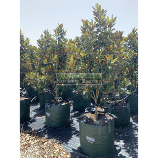 Copy Of Magnolia Little Gem Super Advanced 150L Pot/bag Plants