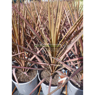 Cordyline Australis Coral Nz Cabbage Tree 200Mm Pot Default Type