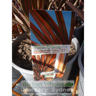 Cordyline Australis Coral Nz Cabbage Tree 200Mm Pot Default Type