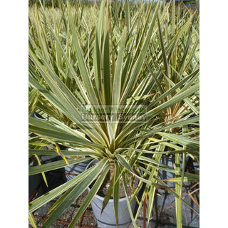 Cordyline Australis Torbay Dazzler Nz Cabbage Tree 200Mm Pot Default Type